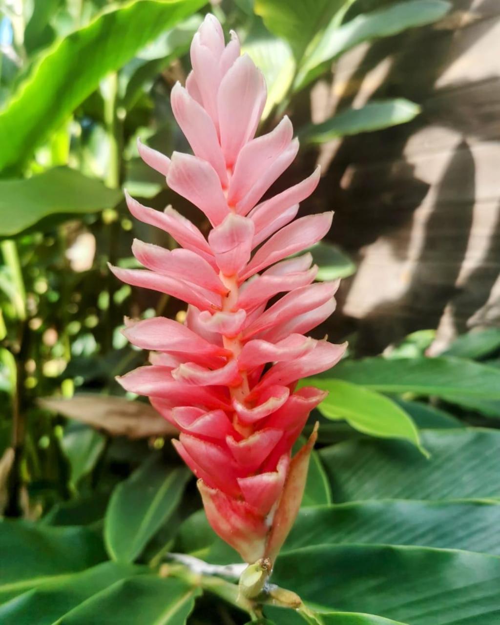 Samana Ecolodge El Limon Eksteriør bilde