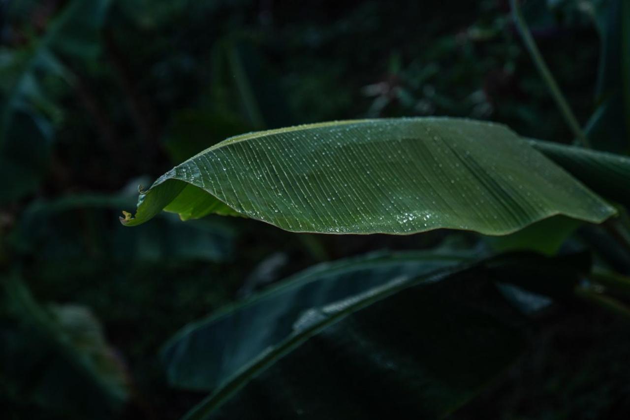 Samana Ecolodge El Limon Eksteriør bilde