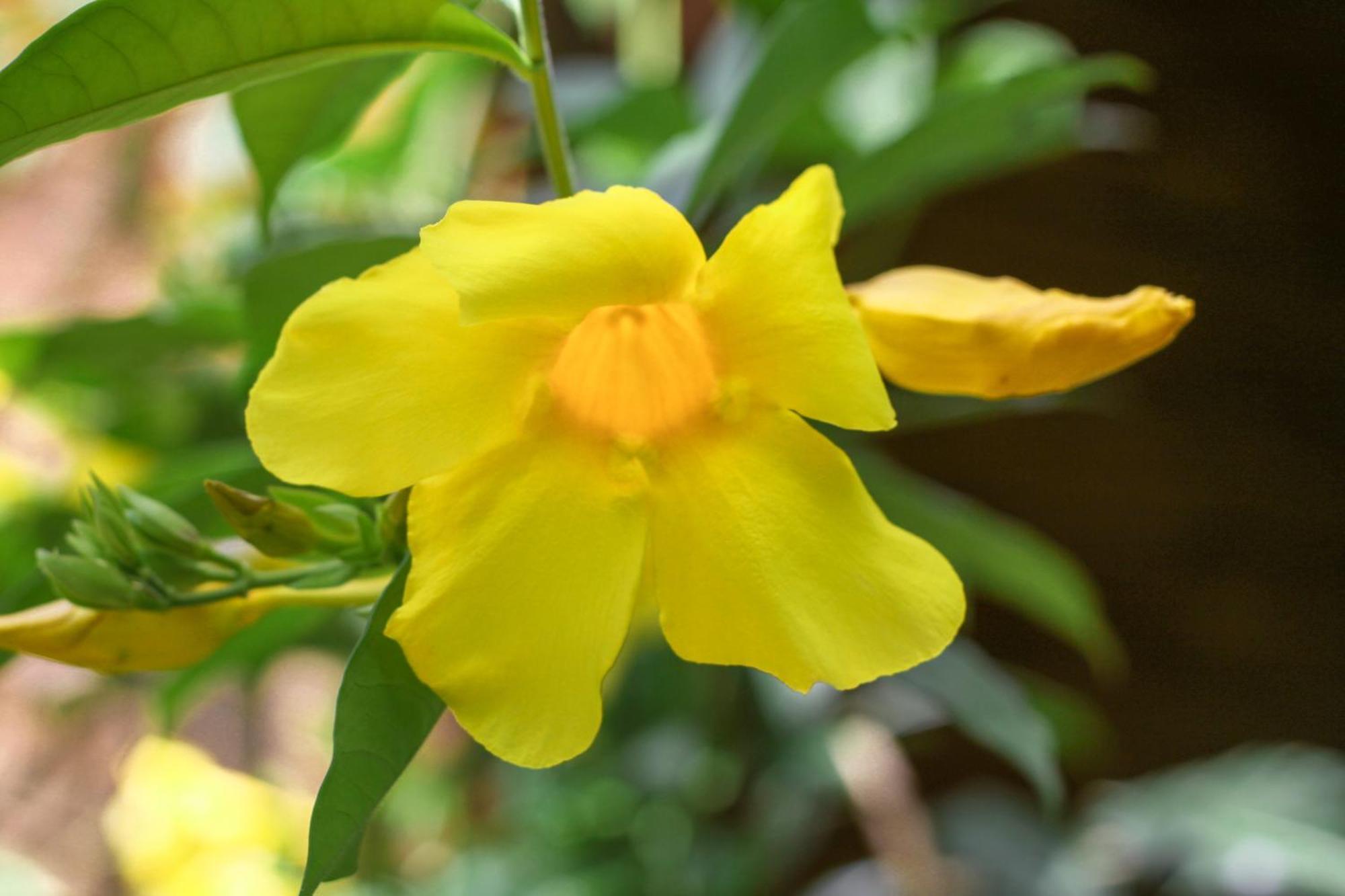 Samana Ecolodge El Limon Eksteriør bilde